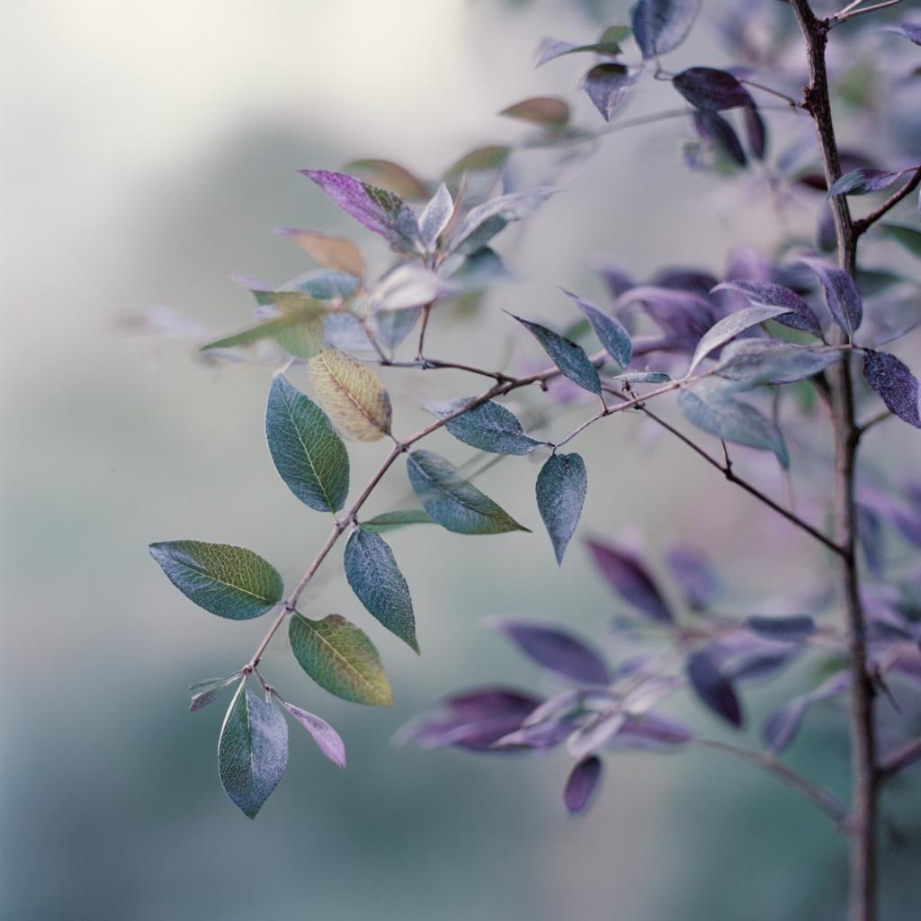 Hasselblad 500cm   Fujifilm Pro 400h 50mm F4 Iso 400 1200s Mi