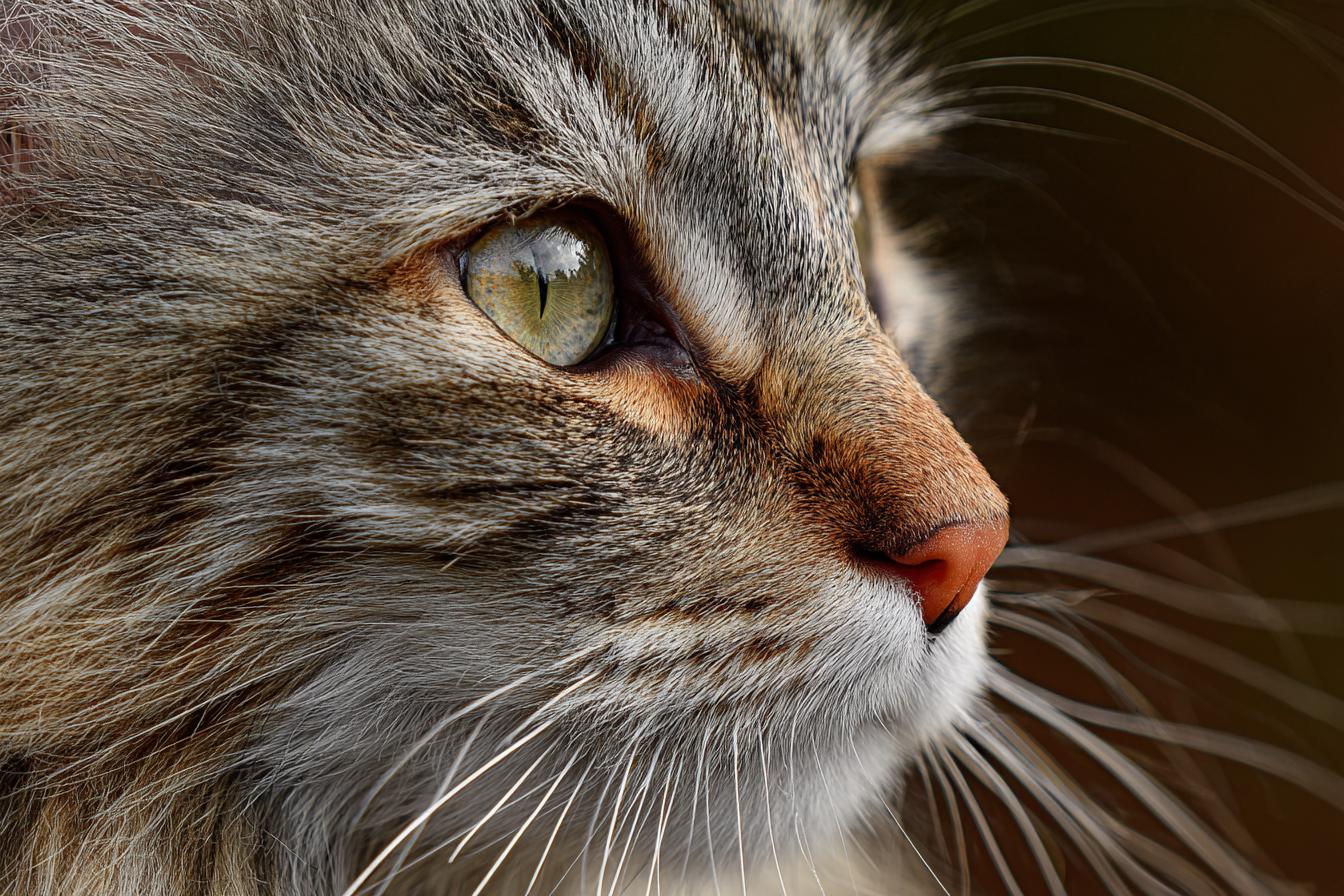 Nikon D500   200mm F4 Iso 400 11000s Vivid Natural Fur Tones