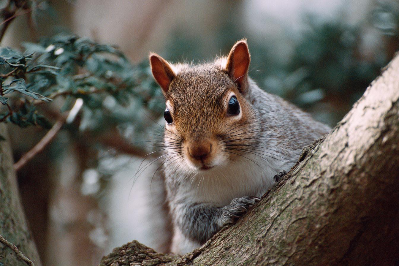 Nikon F3   Kodak Gold 200 200mm F5.6 Iso 200 1800s Telephoto